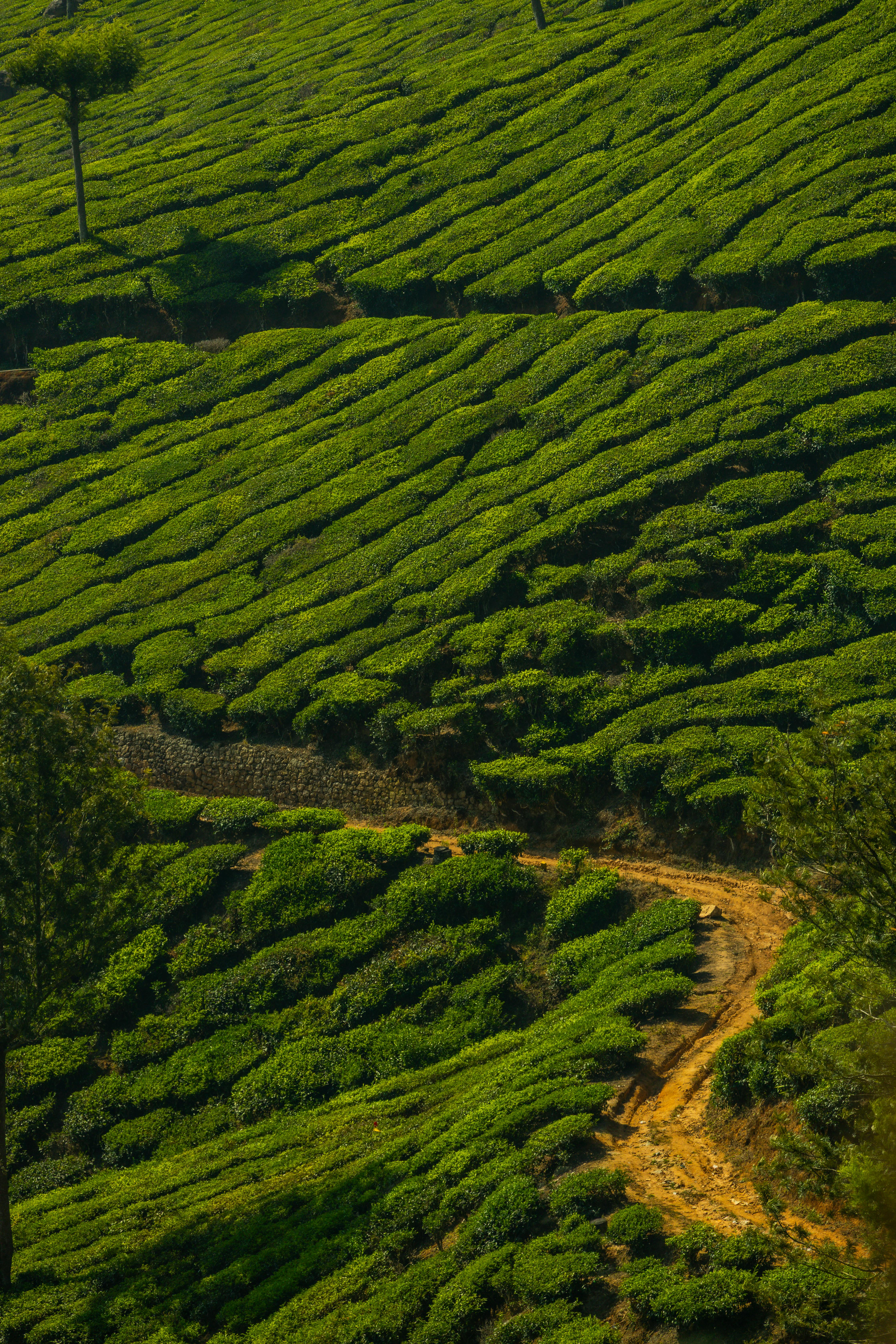 Rolling tea plantations near Kandy, Sri Lanka with workers picking tea leaves